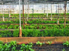 農田小氣候觀測站為什么能增加農業收入？